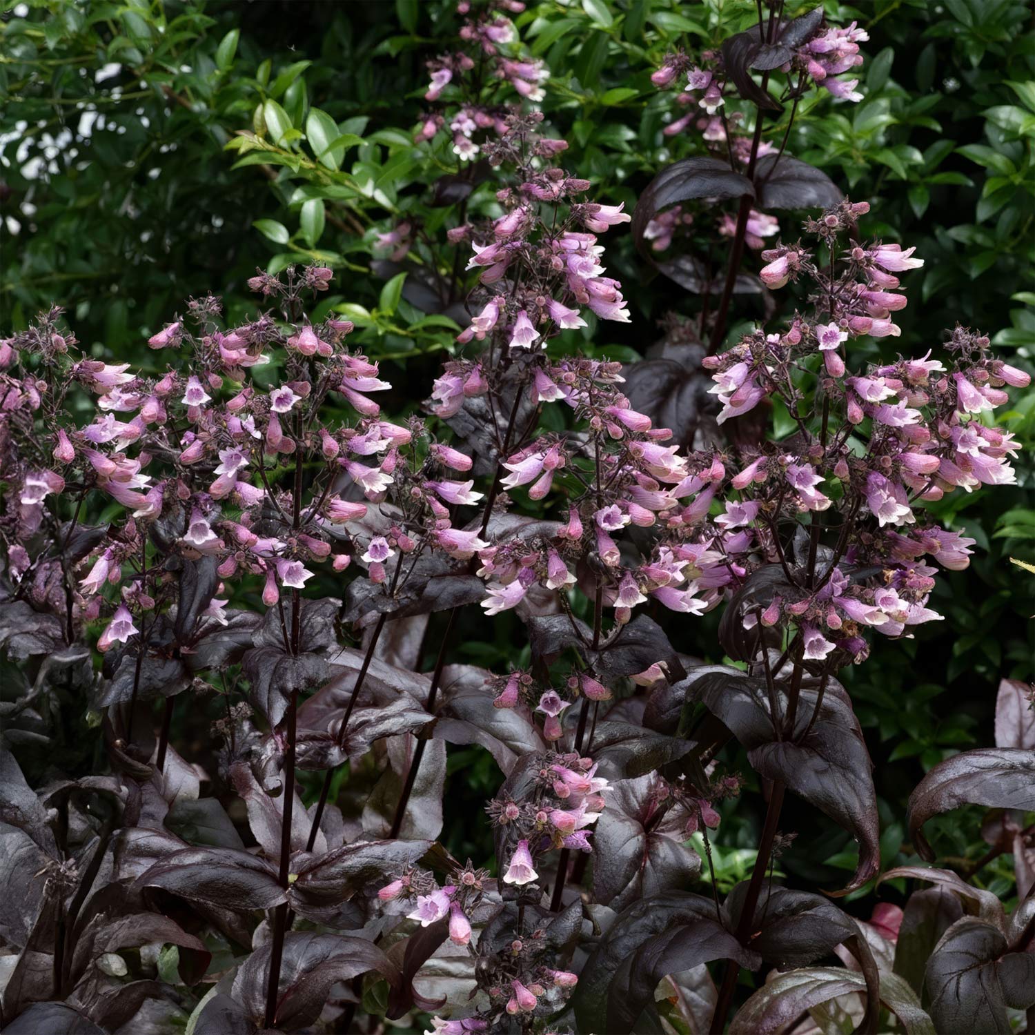 Penstemon digitalis 'Dakota Burgundy'