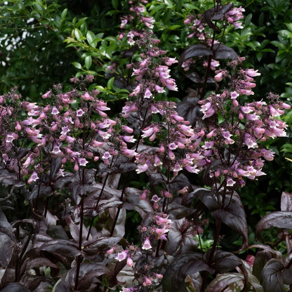 Penstemon digitalis 'Dakota Burgundy'