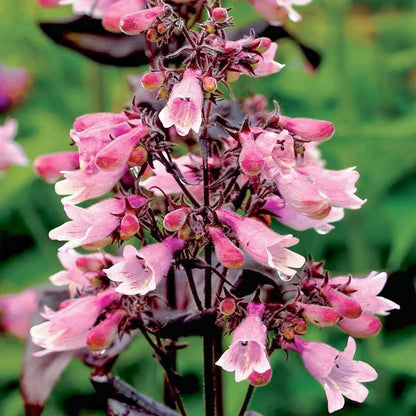 Penstemon digitalis 'Dakota Burgundy'
