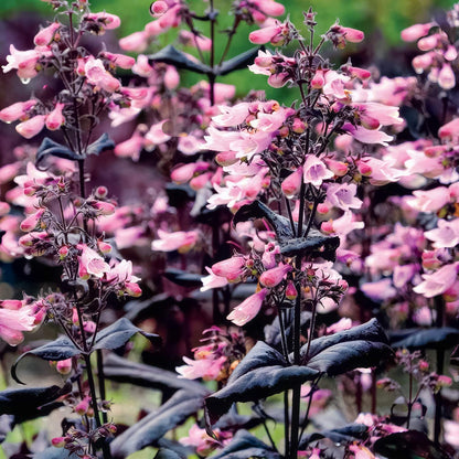 Penstemon digitalis 'Dakota Burgundy'