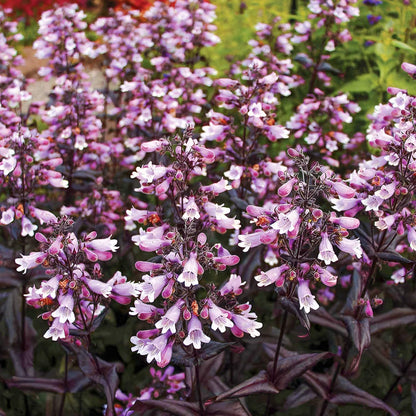Penstemon digitalis 'Dakota Burgundy'