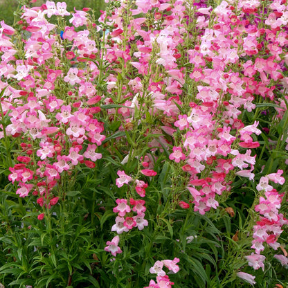 Penstemon 'Flamingo'