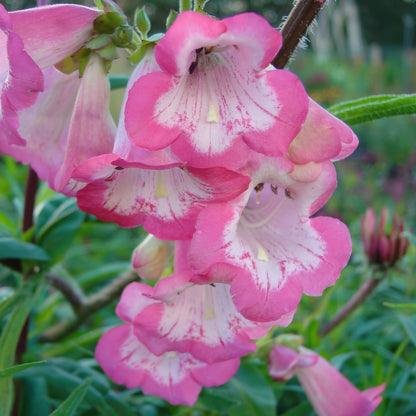 Penstemon 'Flamingo'