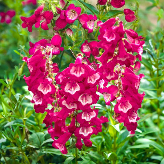 Penstemon 'Pensham Amelia Jane'