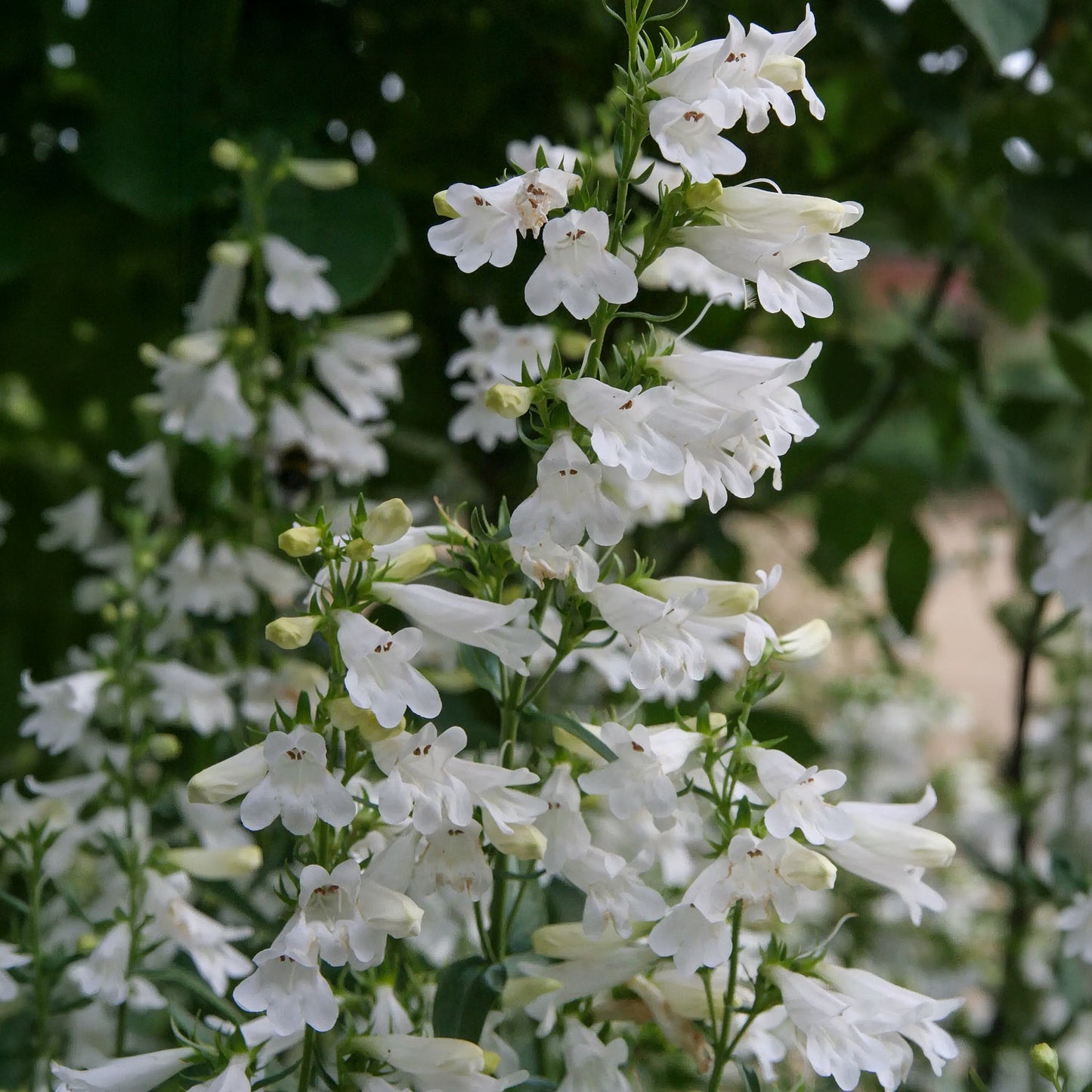 Penstemon 'Pensham Wedding Day'