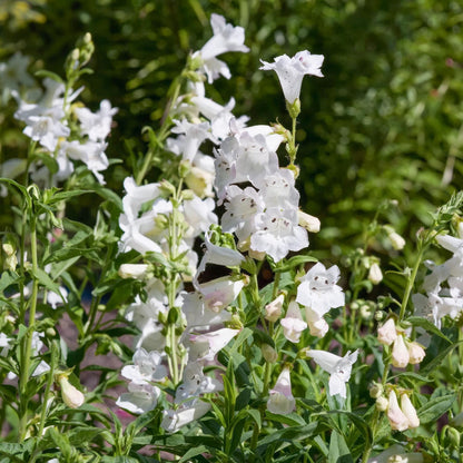 Penstemon 'Pensham Wedding Day'