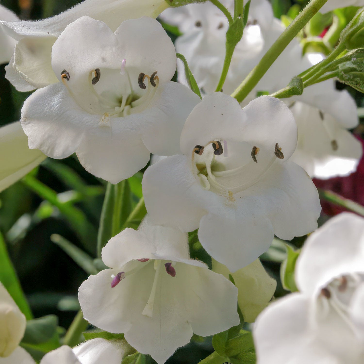 Penstemon 'Pensham Wedding Day'