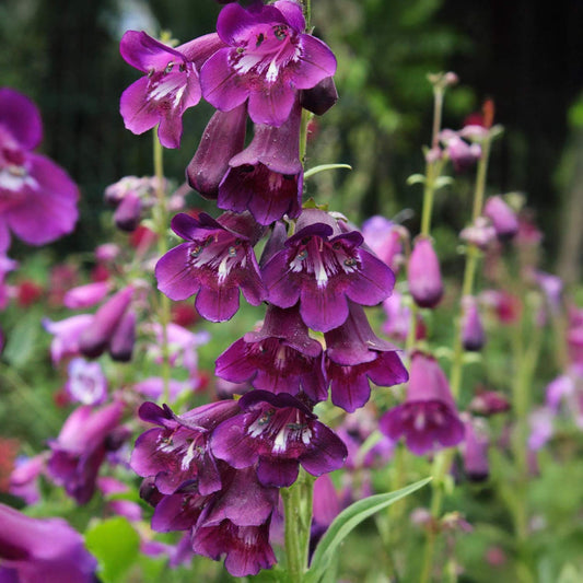Penstemon 'Raven'