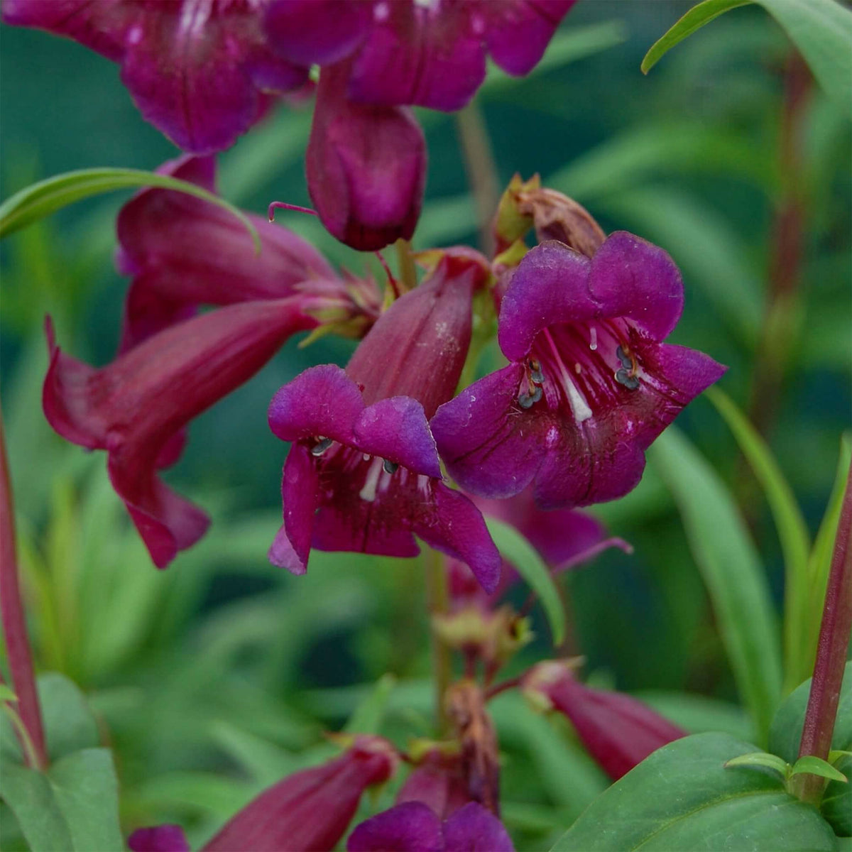 Penstemon Rust Penstemon 'Raven' – Barnsdale Gardens