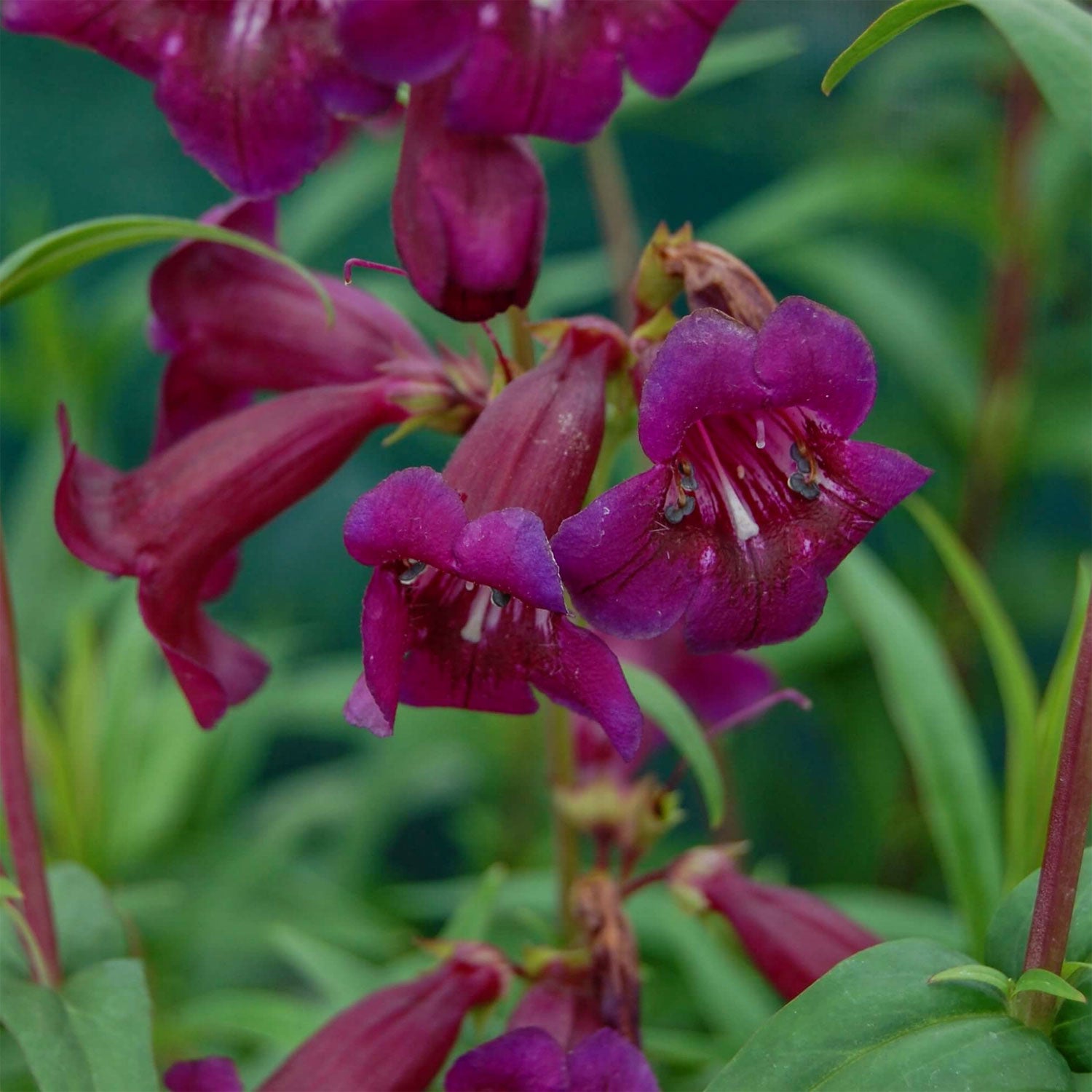 Penstemon 'Raven'