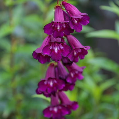 Penstemon 'Raven'