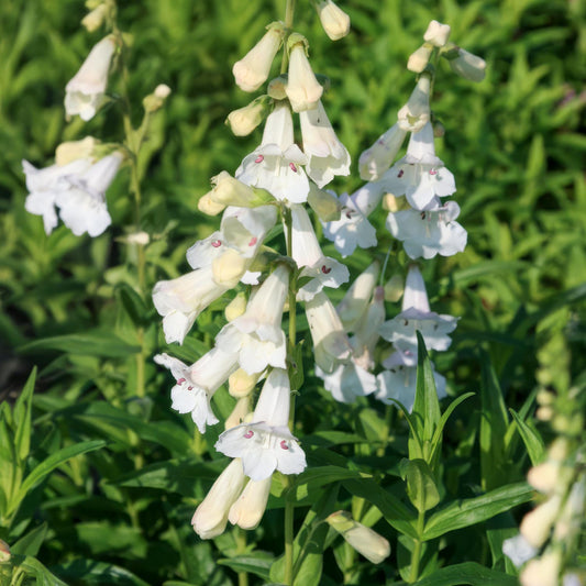 Penstemon 'White Bedder'