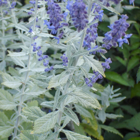 Perovskia 'Silvery Blue'