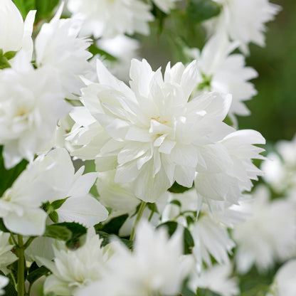 Philadelphus 'Pearls of Perfume'. Close-up of white flowers with green leaves