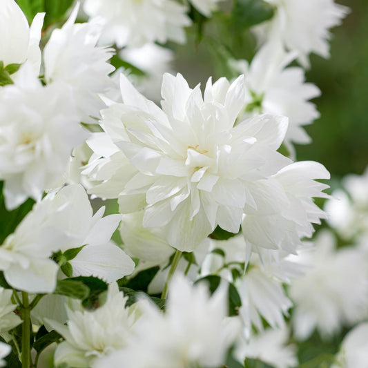 Philadelphus 'Pearls of Perfume'. Close-up of white flowers with green leaves