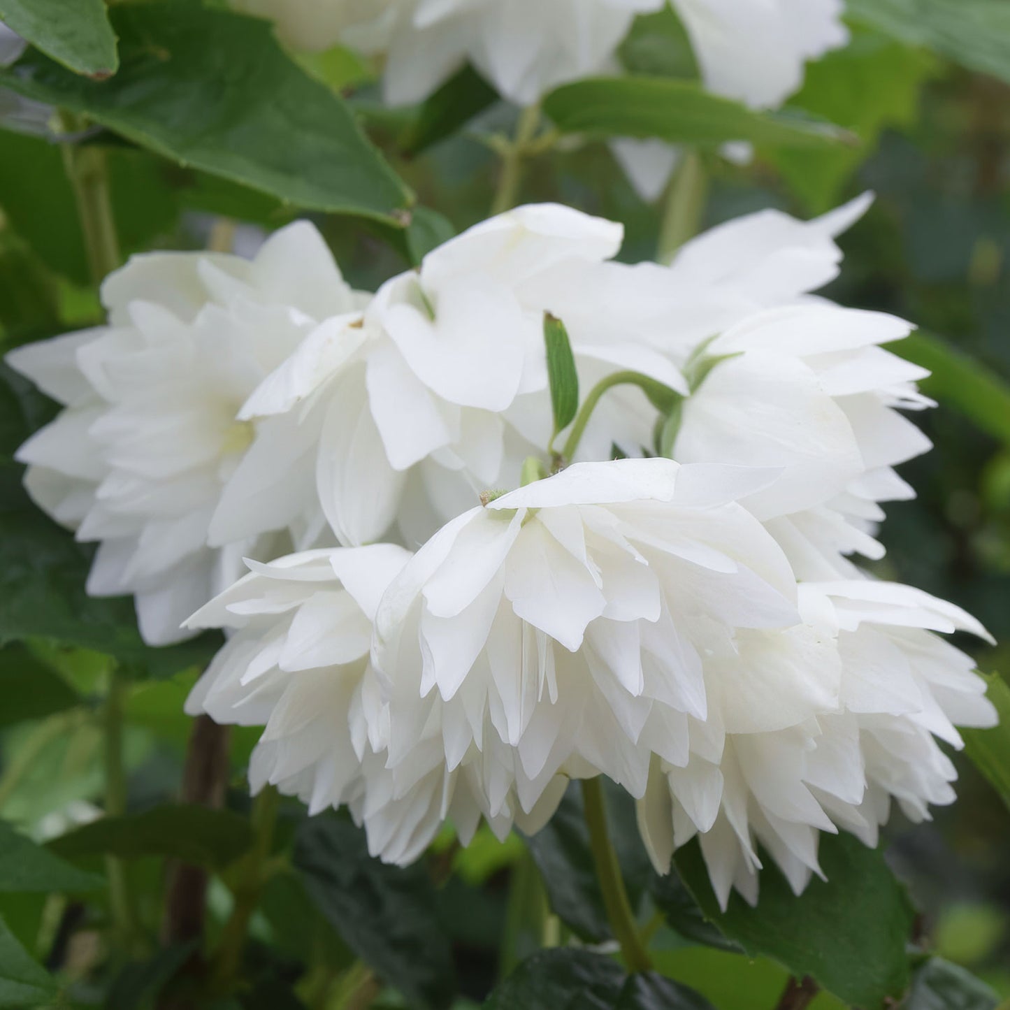 Philadelphus 'Pearls of Perfume'. Close-up of white flowers with green leaves in the background