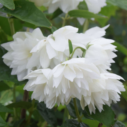 Philadelphus 'Pearls of Perfume'. Close-up of white flowers with green leaves in the background