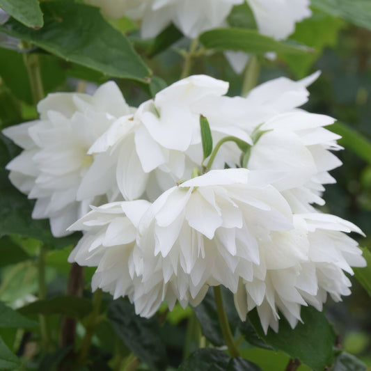 Philadelphus 'Pearls of Perfume'. Close-up of white flowers with green leaves in the background