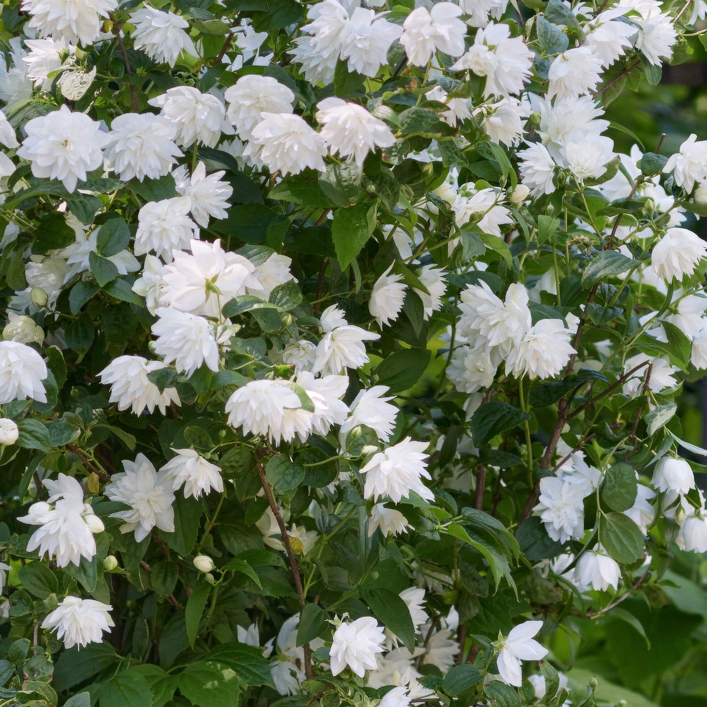 Philadelphus 'Pearls of Perfume'