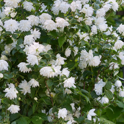 Philadelphus 'Pearls of Perfume'