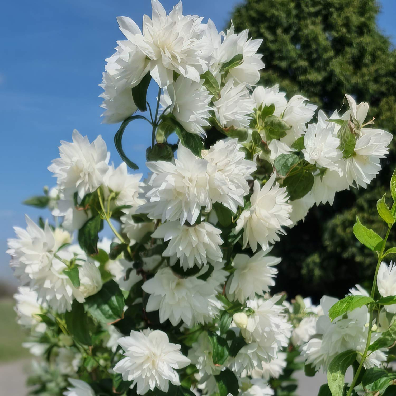 Philadelphus 'Pearls of Perfume'. White flowers with green leaves against a blue sky