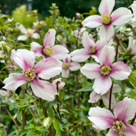 Philadelphus 'Petite Perfume Pink'