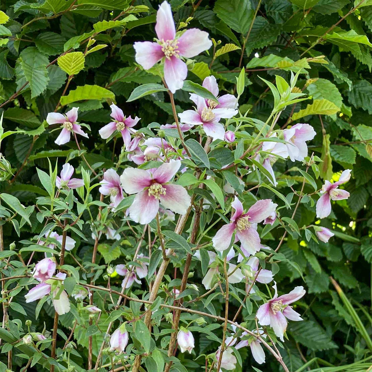 Philadelphus 'Petite Perfume Pink'