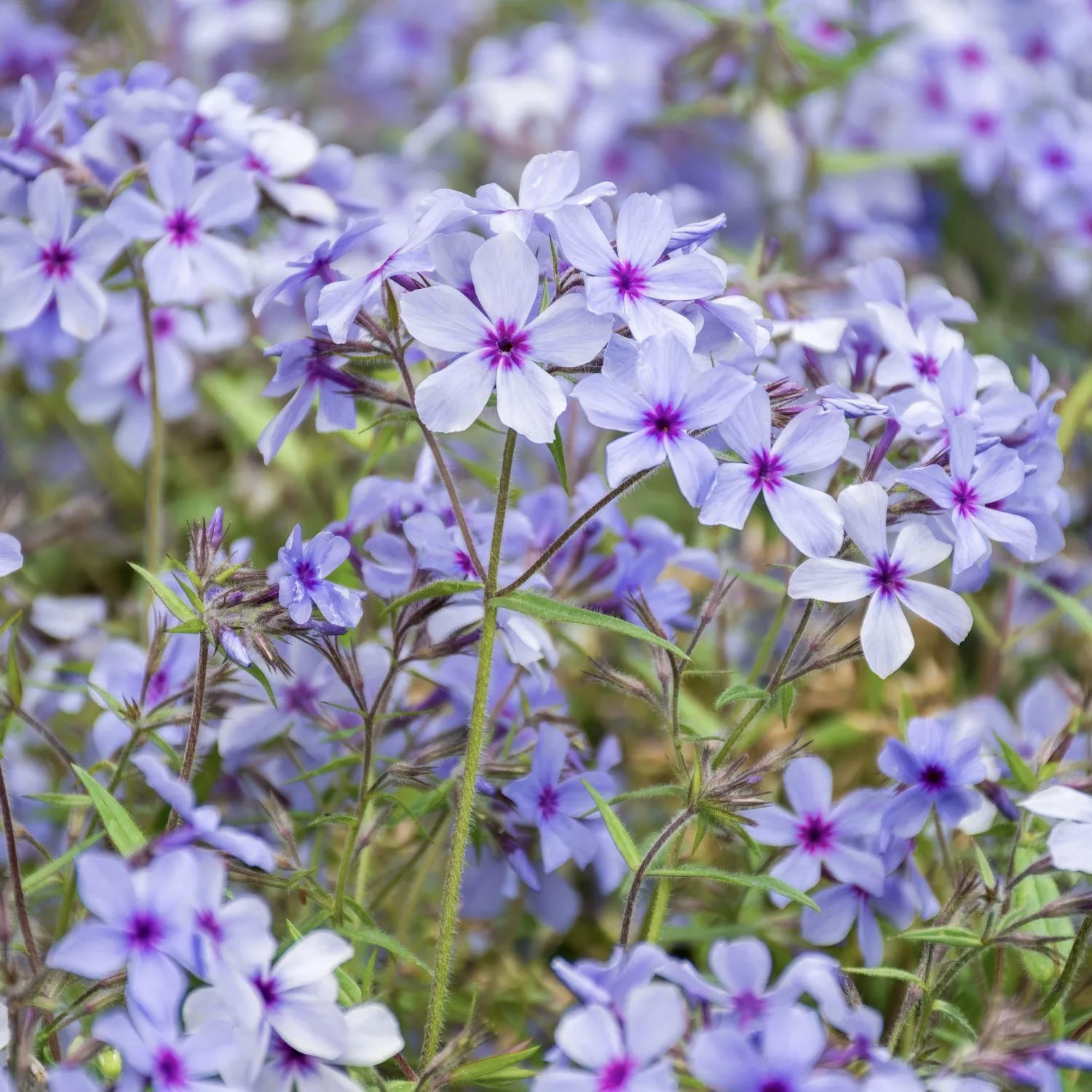 Phlox divaricata subsp. laphamii 'Chattahoochee'