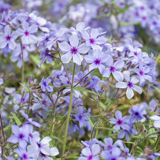 Phlox divaricata subsp. laphamii 'Chattahoochee'