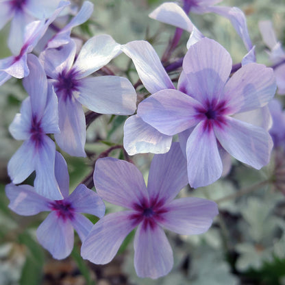 Phlox divaricata subsp. laphamii 'Chattahoochee'