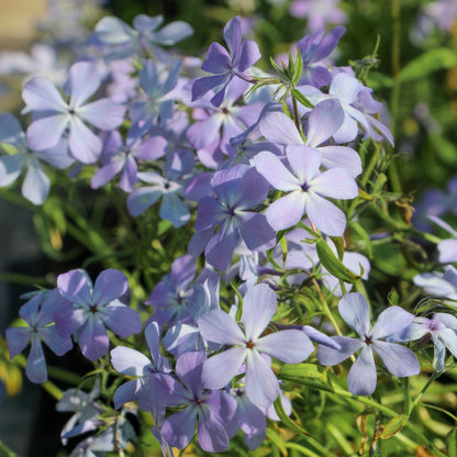 Phlox divaricata subsp. laphamii 'Chattahoochee'
