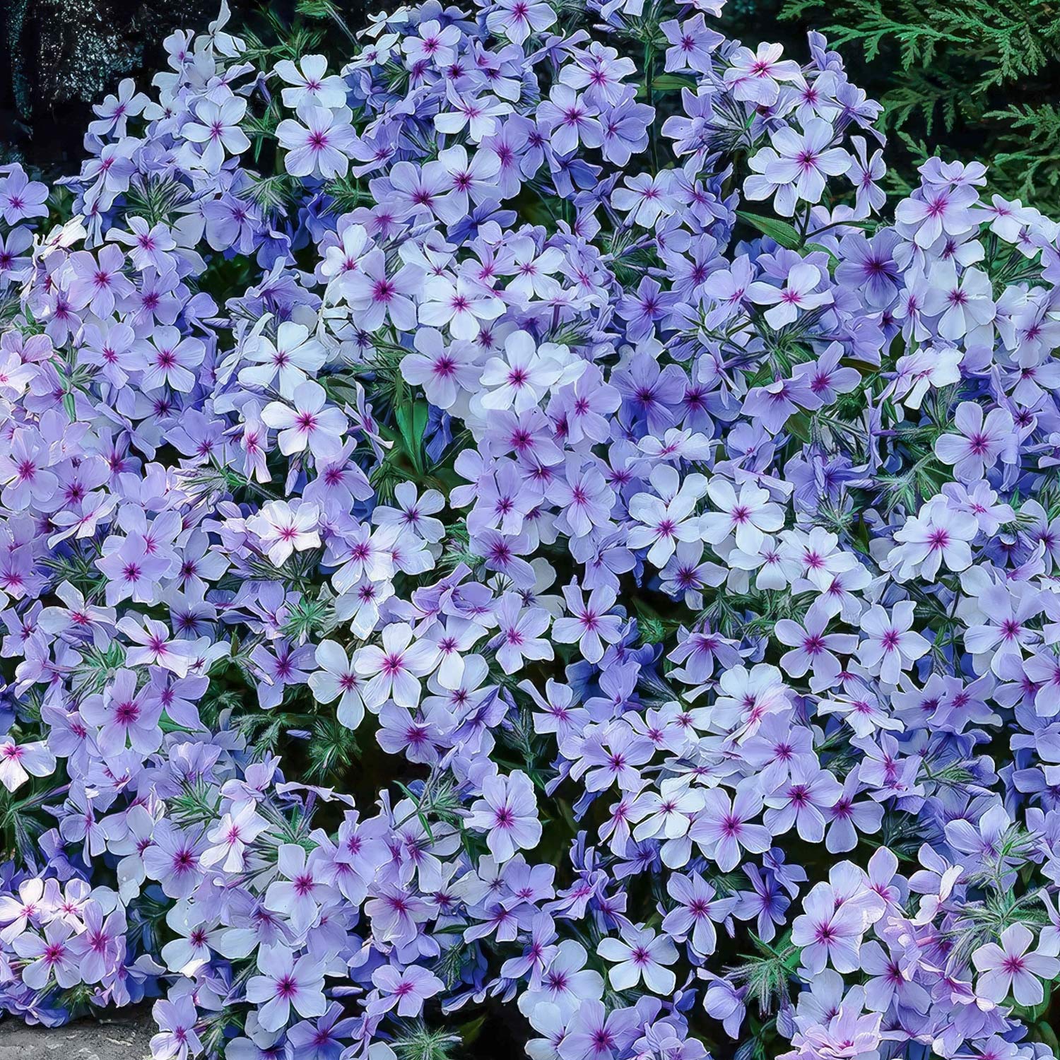Phlox divaricata subsp. laphamii 'Chattahoochee'