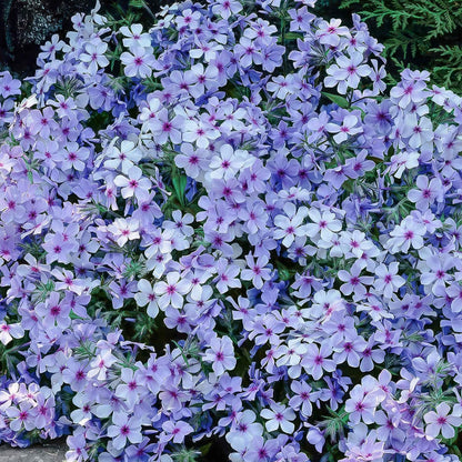 Phlox divaricata subsp. laphamii 'Chattahoochee'