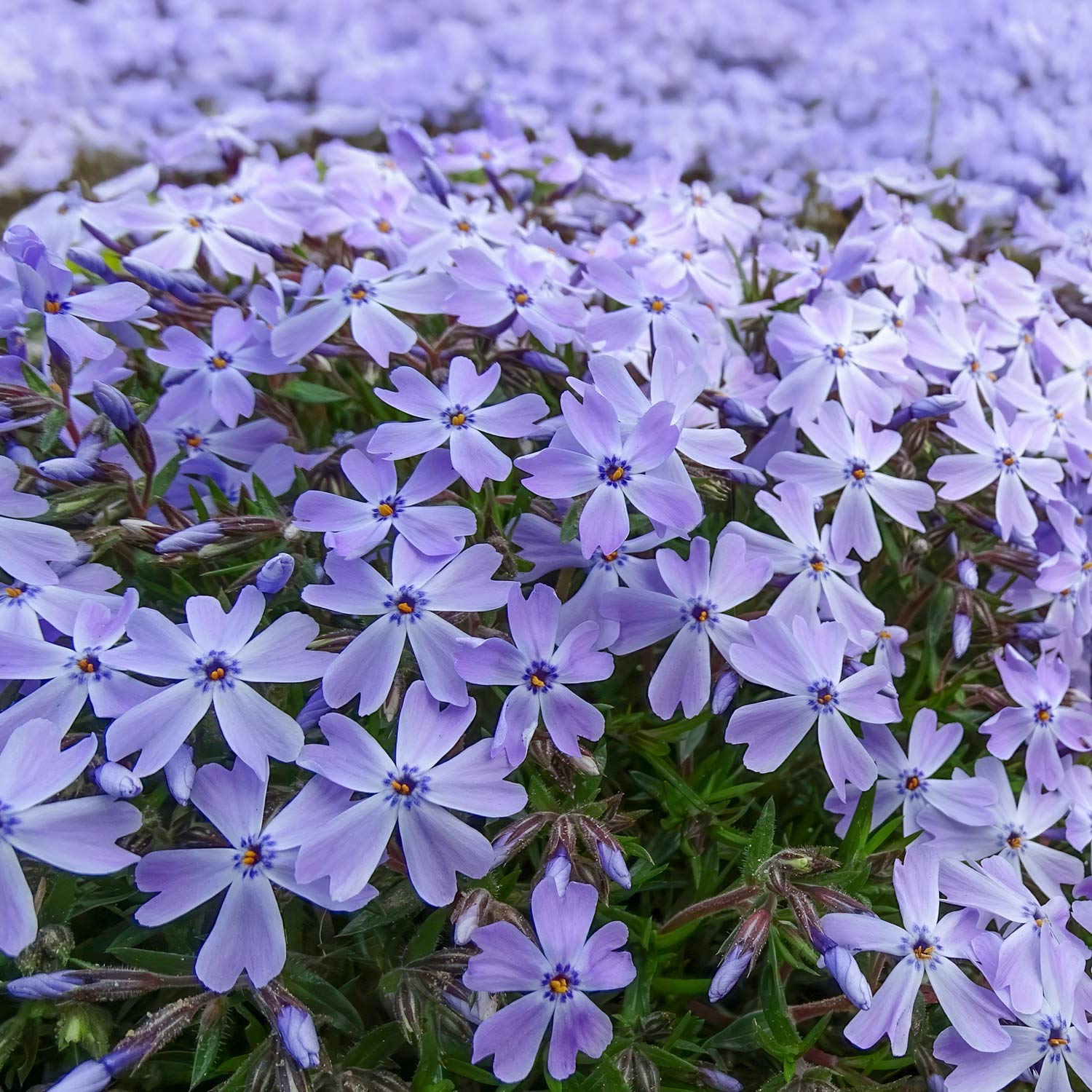 Phlox subulata 'Emerald Cushion Blue'