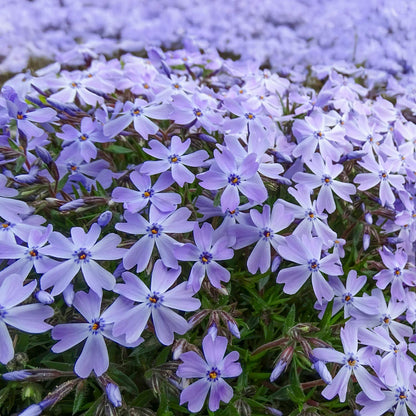 Phlox subulata 'Emerald Cushion Blue'