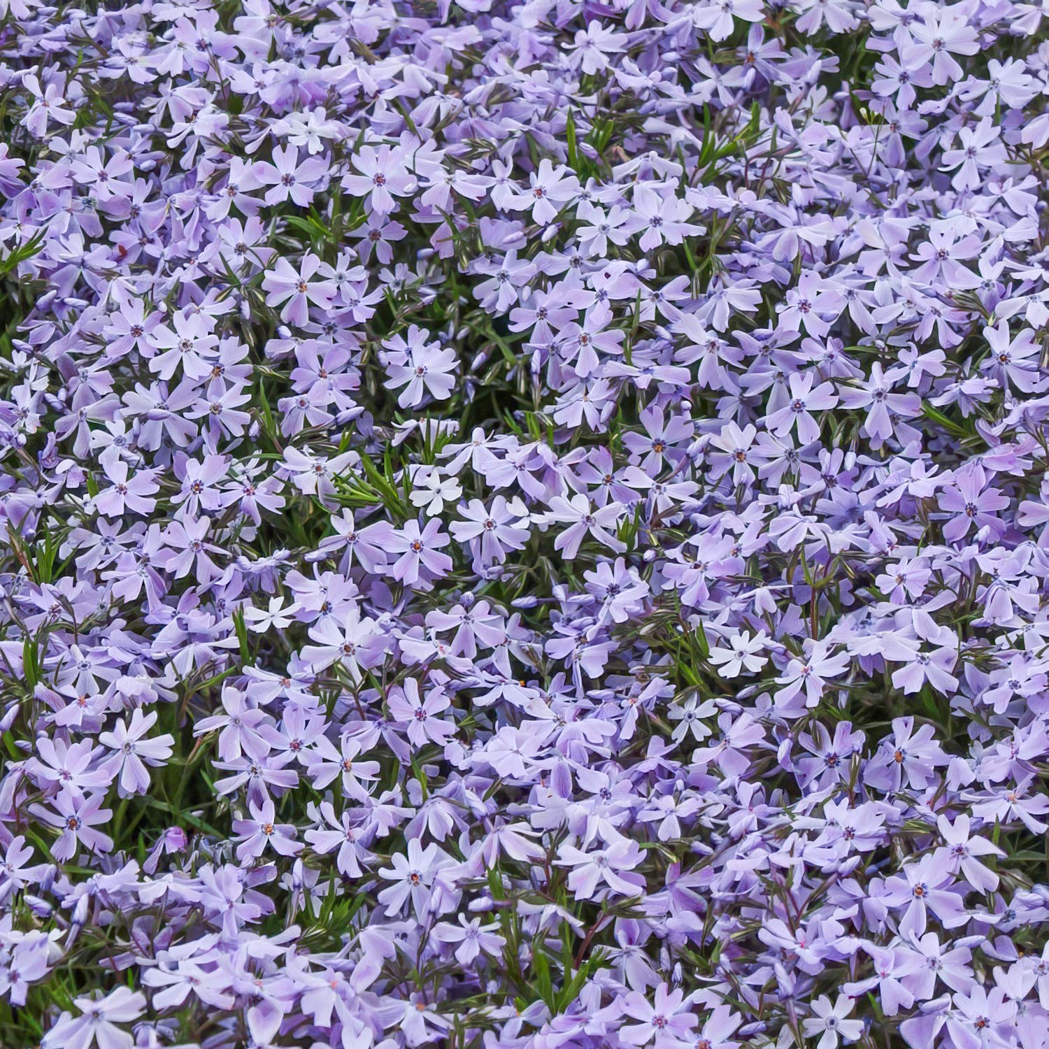 Phlox subulata 'Emerald Cushion Blue'