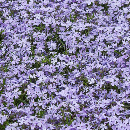 Phlox subulata 'Emerald Cushion Blue'