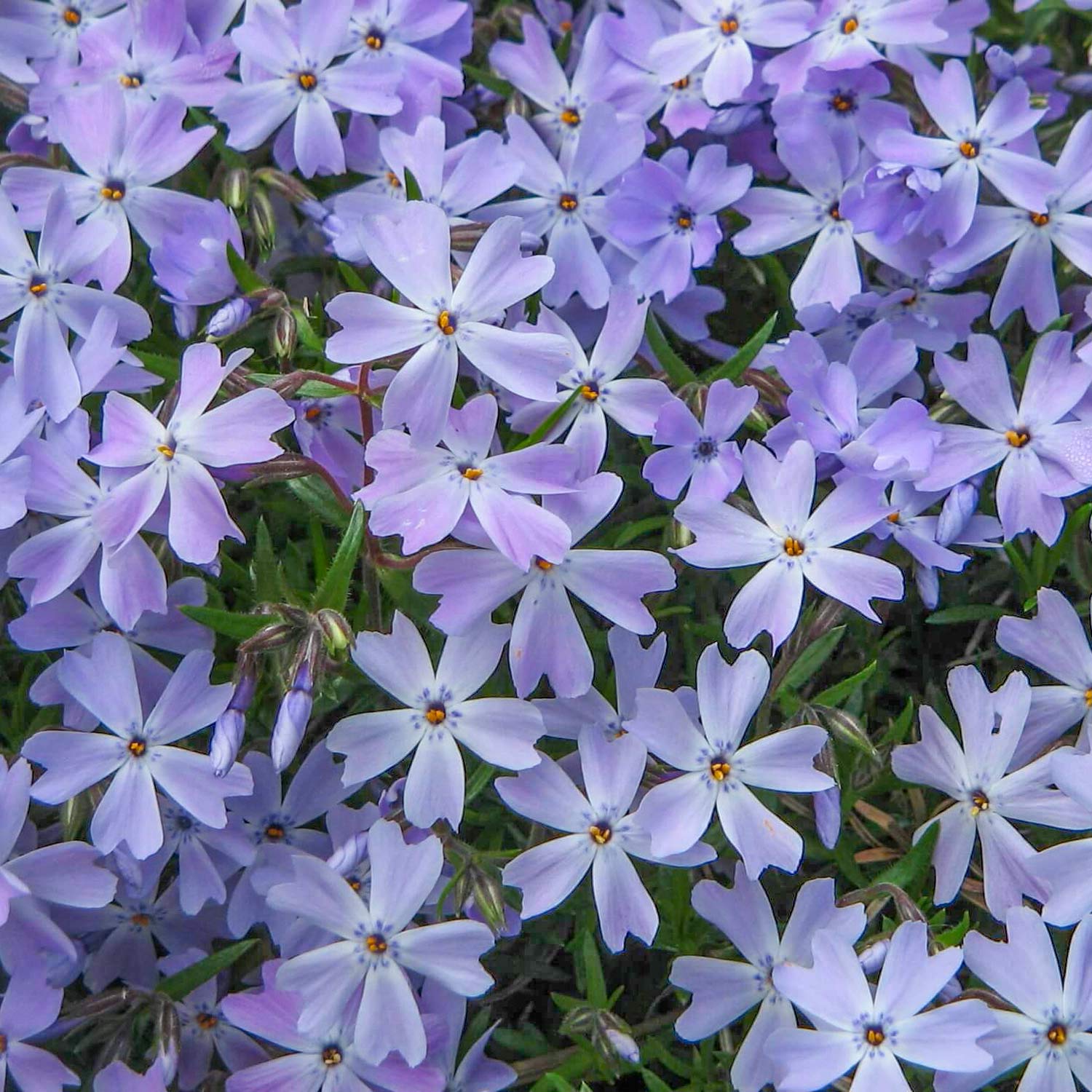 Phlox subulata 'Emerald Cushion Blue'