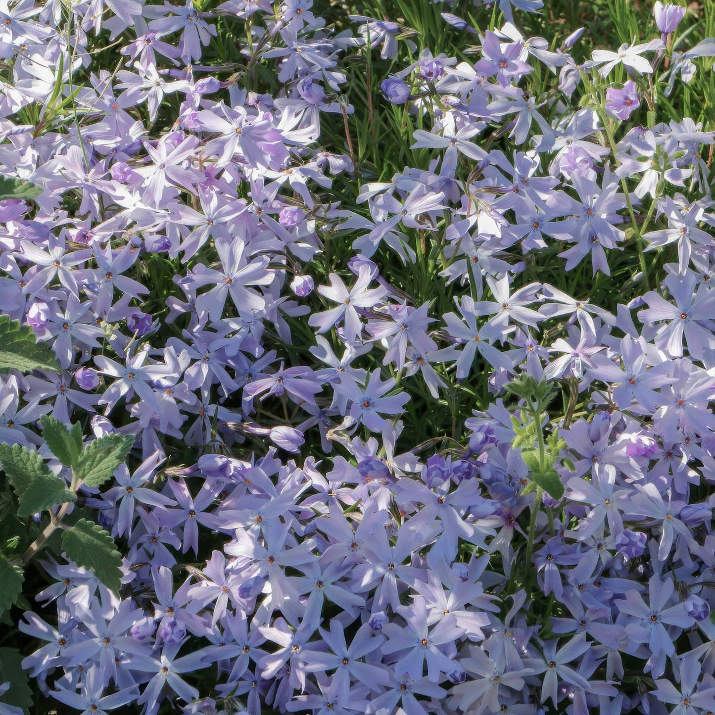 Phlox subulata 'Emerald Cushion Blue'