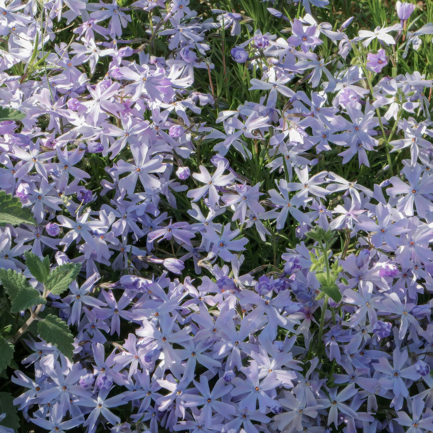 Phlox subulata 'Emerald Cushion Blue'