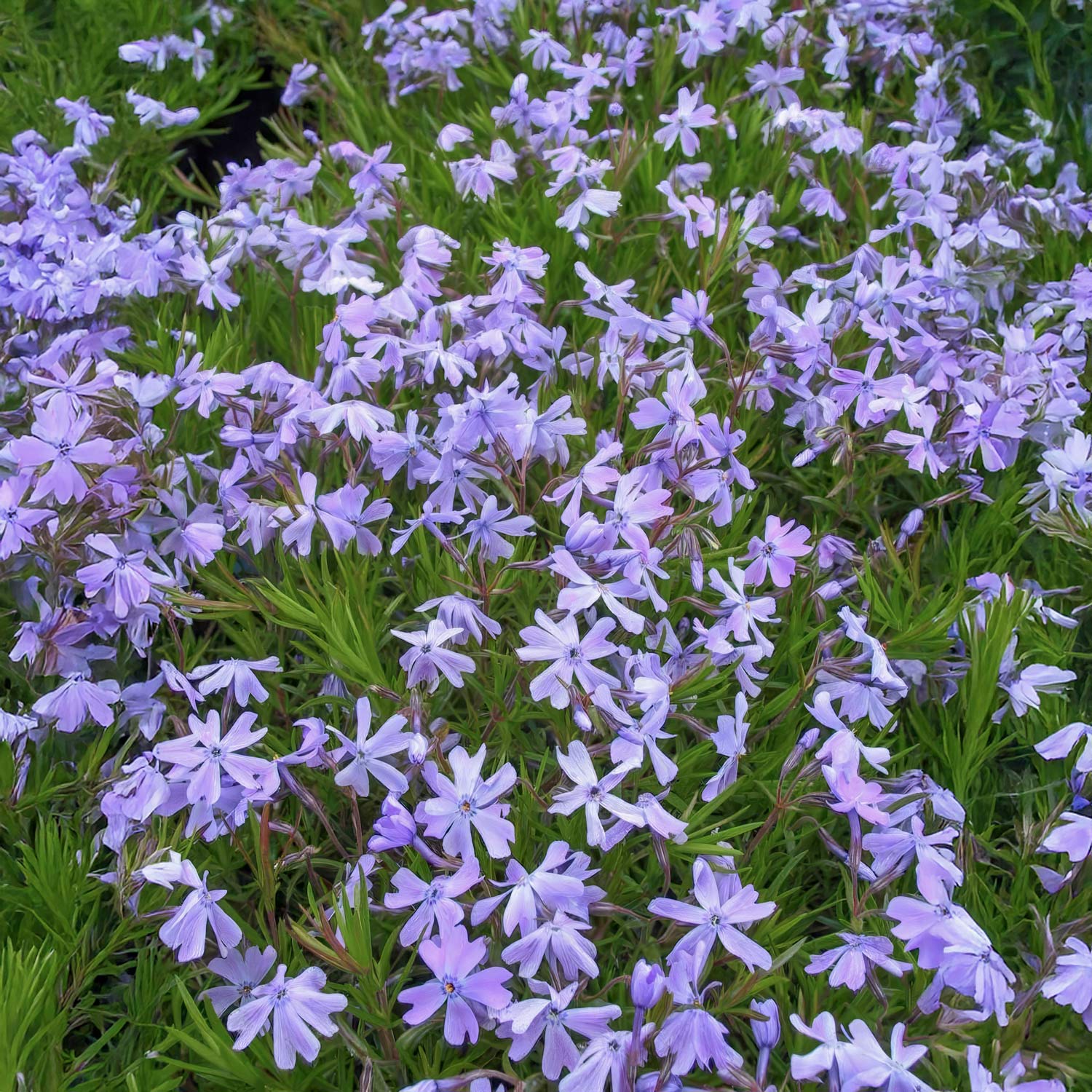 Phlox subulata 'Emerald Cushion Blue'