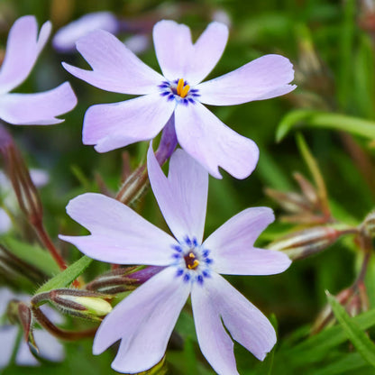 Phlox subulata 'Emerald Cushion Blue'