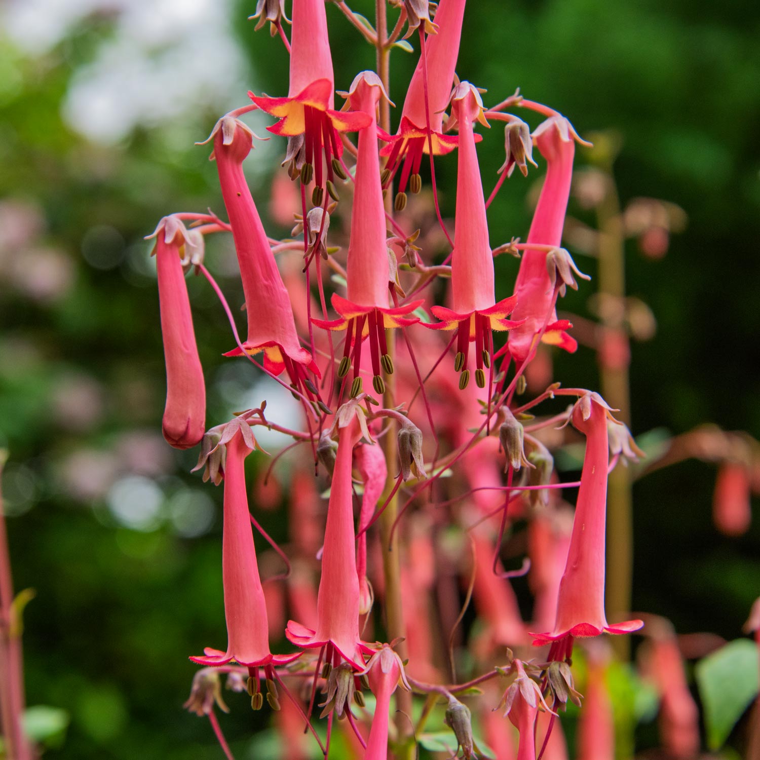 Phygelius × rectus 'Devil's Tears'. Close-up of pink bell-shaped flowers with a blurred green background