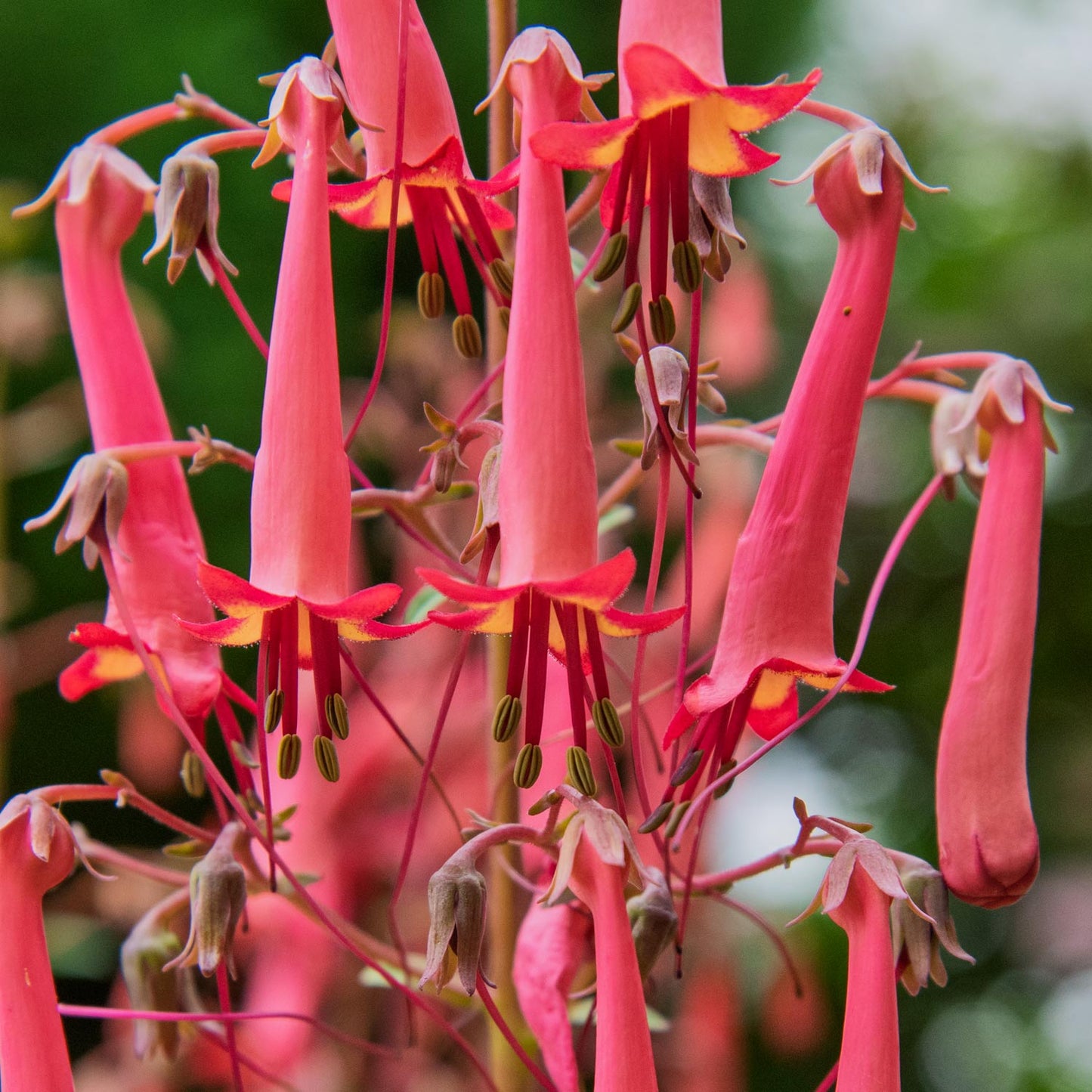 Phygelius × rectus 'Devil's Tears'