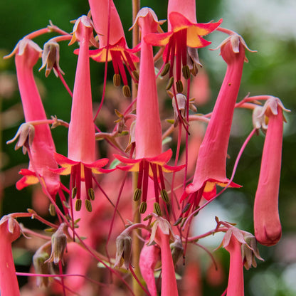 Phygelius × rectus 'Devil's Tears'