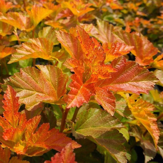 Physocarpus opulifolius 'Amber Jubilee'