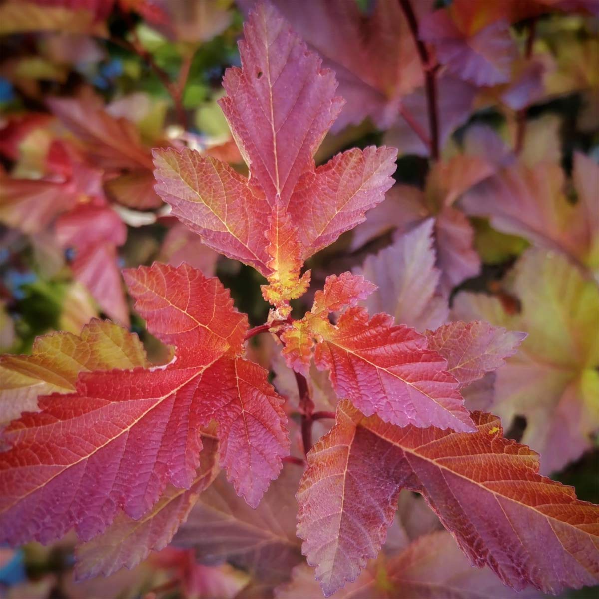 Physocarpus opulifolius 'Amber Jubilee'