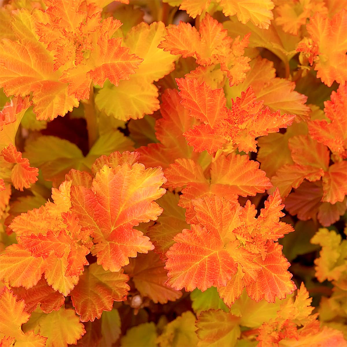 Physocarpus opulifolius 'Amber Jubilee'