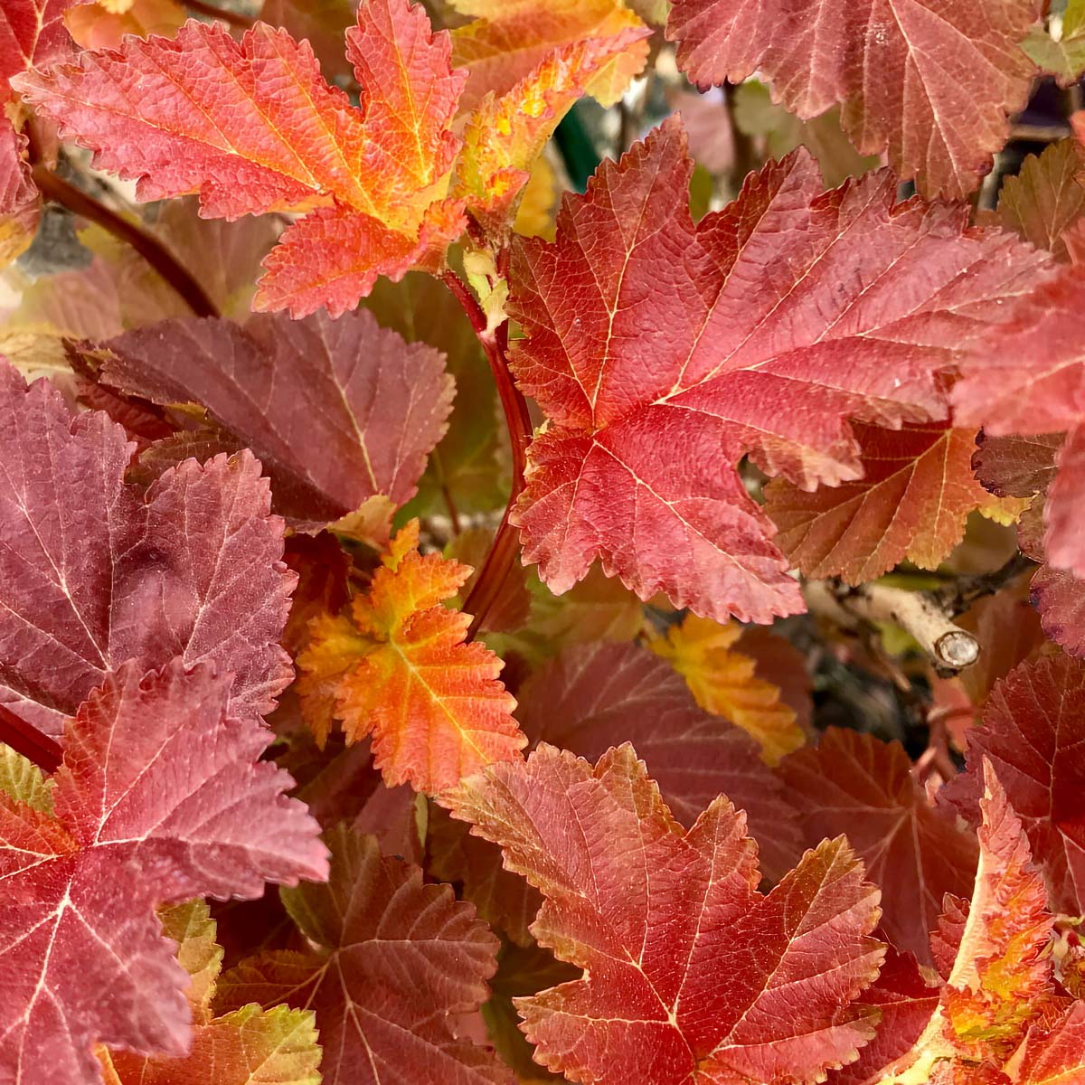 Physocarpus opulifolius 'Amber Jubilee'