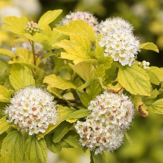 Physocarpus opulifolius 'Angel Gold'